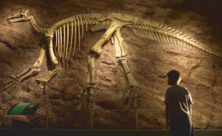 An Iguanadon skeleton on display with boy admiring it